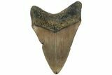 Fossil Megalodon Tooth - North Carolina #221892-1